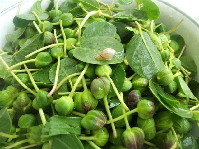 خواص ضدسرطانی گیاهی فراوان ولی ناشناخته خواص ضدسرطانی گیاهی فراوان ولی ناشناخته