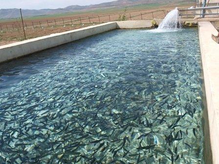 شناسایی 100 هزار هکتار پهنه آبی سواحل مکران برای پرورش آبزیان شناسایی 100 هزار هکتار پهنه آبی سواحل مکران برای پرورش آبزیان در قفس