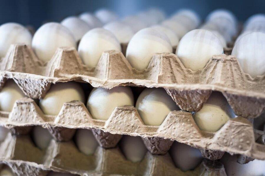 صادرات تخم مرغ از کرمان به خارج از کشور