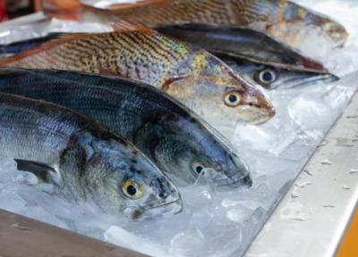افزایش سطح جیوه در بدن ماهی ها