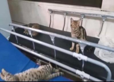 عکس ، جنجال استراحت گربه ها روی تخت های بیمارستانی کاشان ، واکنش دانشگاه علوم پزشکی