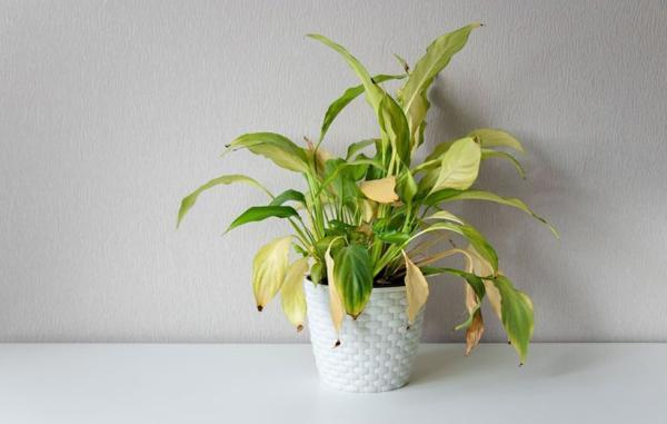6 دلیل رایج زرد شدن برگ گیاهان آپارتمانی